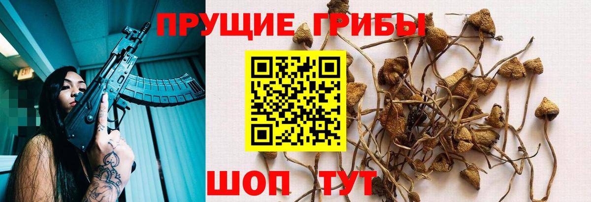 Псилоцибиновые грибы мицелий Кувандык